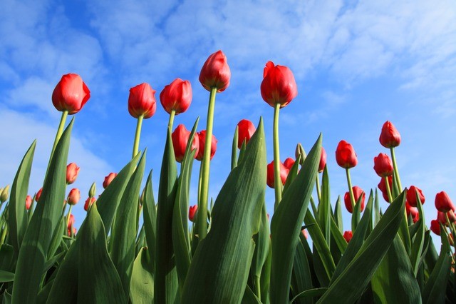 tulipany v holandsku