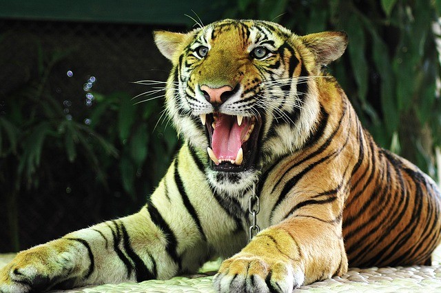 thajský tiger