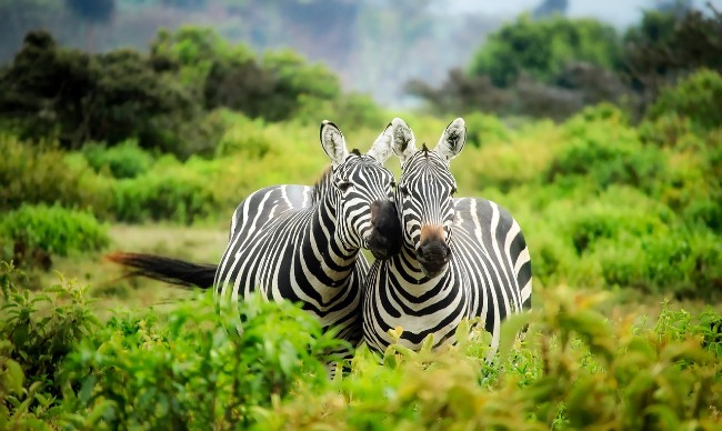 zebry v Južnej Afrike