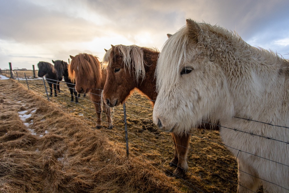 kone na Islande